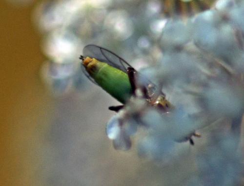 Réf. 243 616 : Meromyza sp.